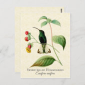 ソードハミングバードヴィンテージアート ポストカード (正面/裏面)