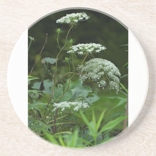 ソープストーンコースターテンプレート コースター (正面)