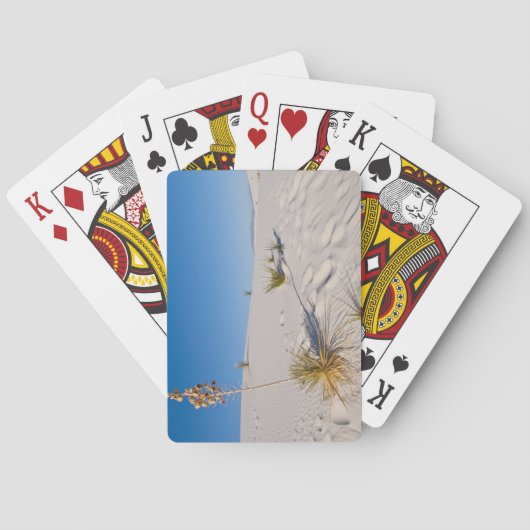 ソープツリーユッカ、ロングシャドウ、トランスバースダネス トランプ (裏面)