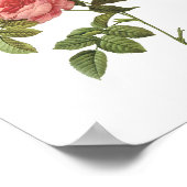 ソーンレスバラ(Rosa inermis)by Redoute ポスター (角)