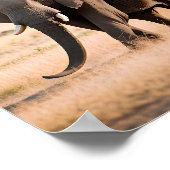 ゾウのポートレート ポスター (角)