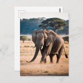 ゾウのポートレート ポストカード (正面/裏面)