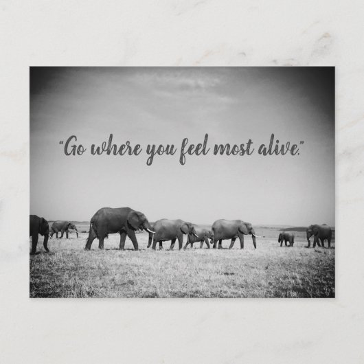 ゾウの世代のグリーティングカード ポストカード (正面)