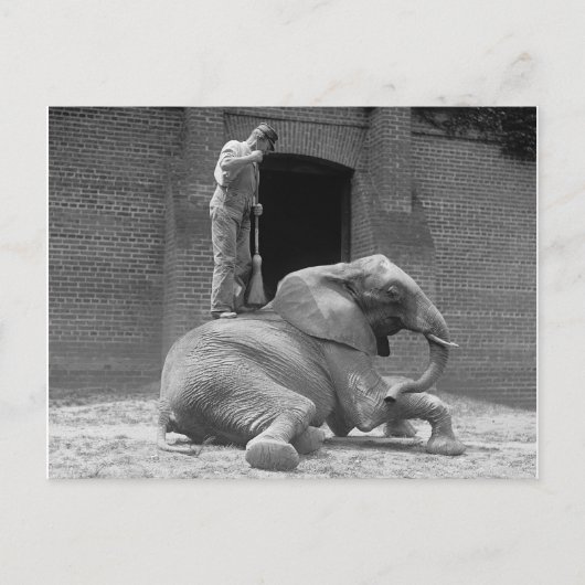 ゾウの世話をする動物園飼育員、1922年 ポストカード (正面)