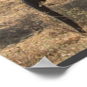 ゾウの優雅さ ポスター (角)