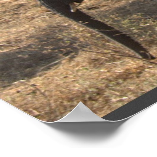 ゾウの優雅さ ポスター (角)