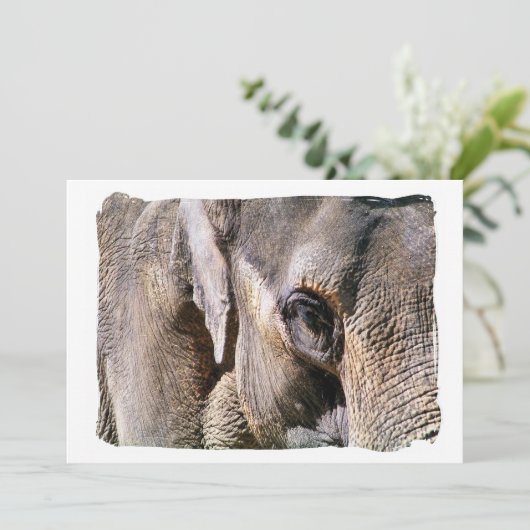 ゾウの招待 (スタンド正面)