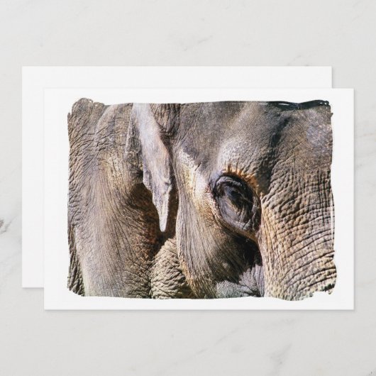 ゾウの招待 (正面/裏面)