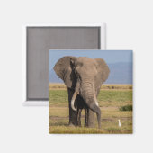 ゾウの探索 マグネット (正面/裏面)