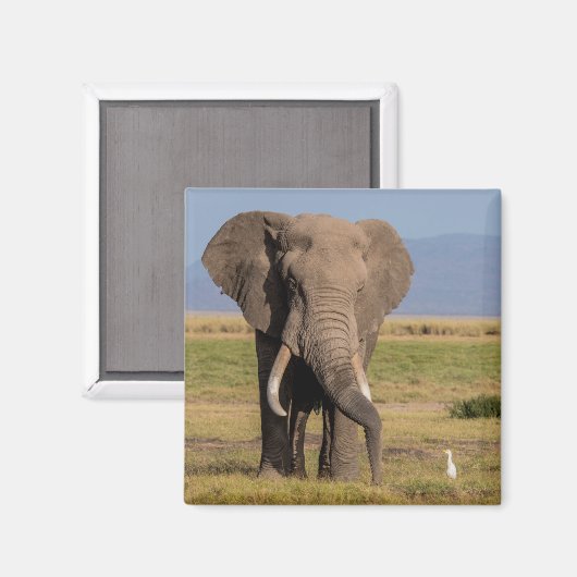 ゾウの探索 マグネット (正面/裏面)