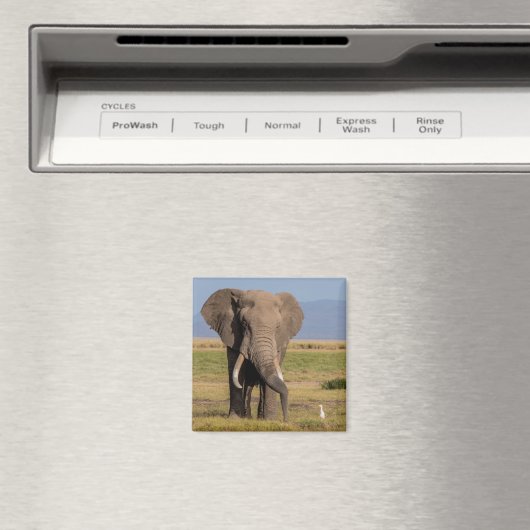 ゾウの探索 マグネット (インサイチュ (食洗機))