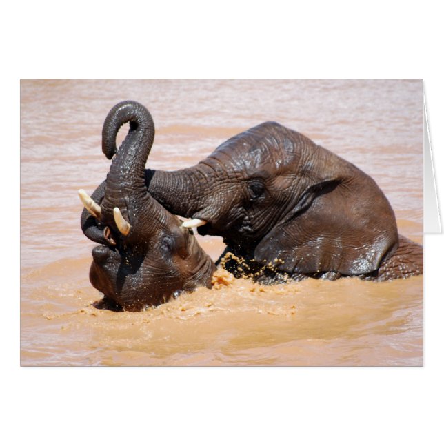 ゾウの水界 (正面横)