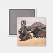 ゾウの水界 マグネット (正面/裏面)