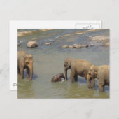 ゾウの群がポストカード ポストカード (正面/裏面)