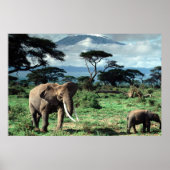 ゾウの群れのポスター ポスター (正面)