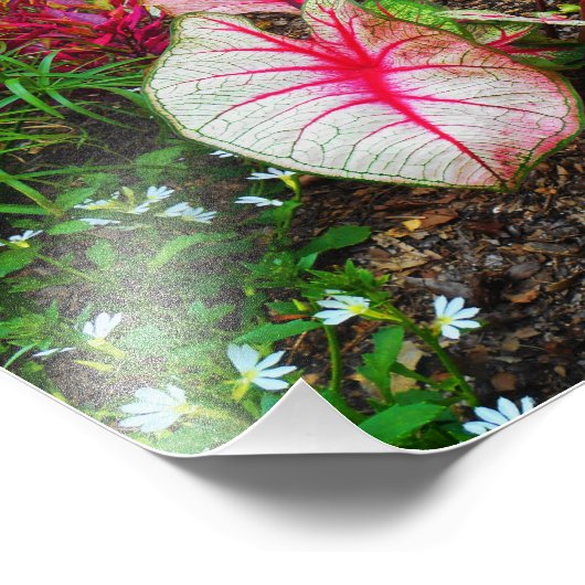 ゾウの耳 フォトプリント            (角)