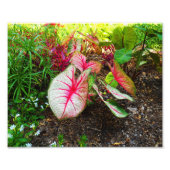 ゾウの耳 フォトプリント            (正面)