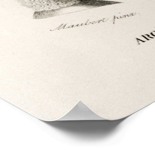 ゾウの耳 ポスター (角)