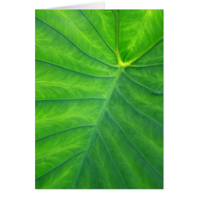 ゾウの耳 – Colocasia (正面)