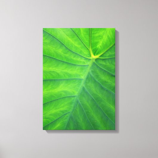 ゾウの耳 – Colocasia キャンバスプリント (正面)