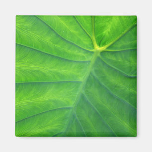 ゾウの耳 – Colocasia マグネット