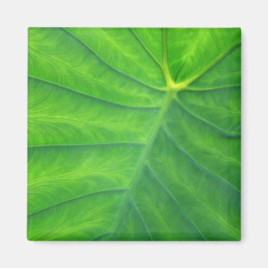 ゾウの耳 – Colocasia マグネット (正面)