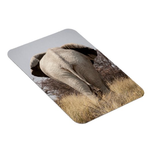 ゾウの背面 マグネット (右側)