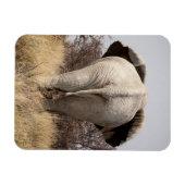 ゾウの背面 マグネット (横)