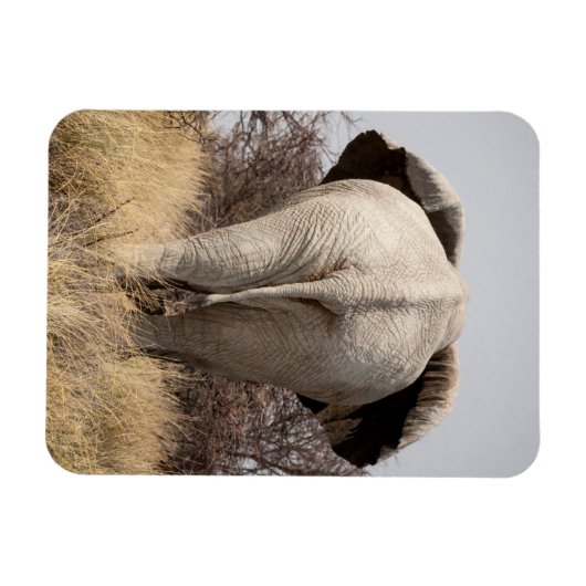 ゾウの背面 マグネット (横)