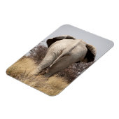 ゾウの背面 マグネット (左側)