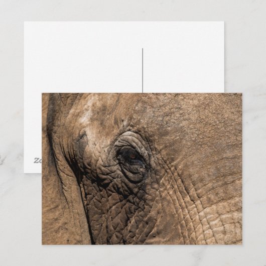 ゾウの顔 ポストカード (正面/裏面)