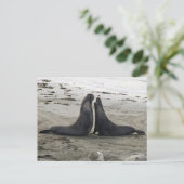 ゾウアザラシ戦闘用はがき ポストカード (スタンド正面)