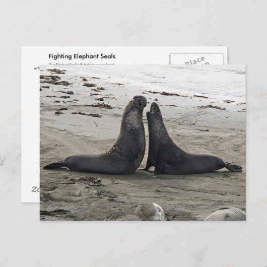 ゾウアザラシ戦闘用はがき ポストカード (正面/裏面)