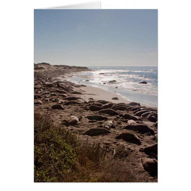 ゾウアザラシ (正面)