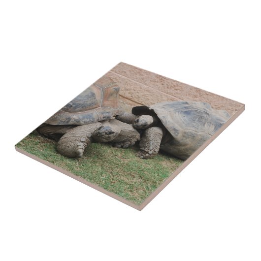 ゾウガメ タイル (側面)