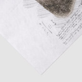 ゾウスケッチ 薄葉紙 (詳細)