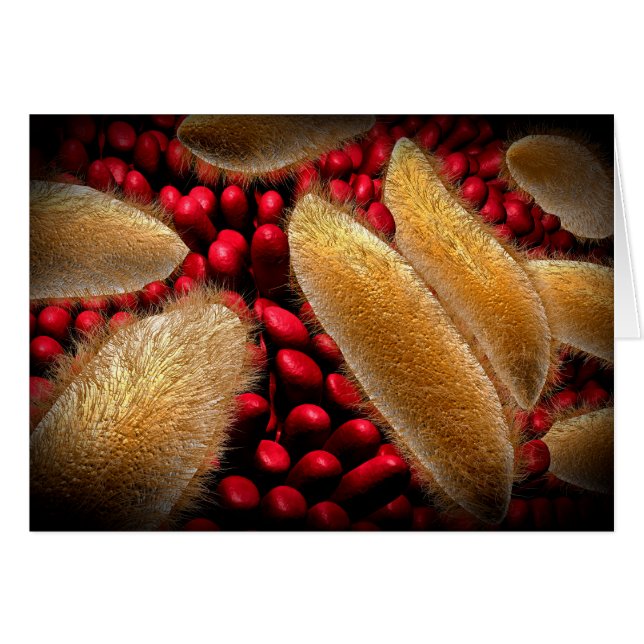 ゾウリムシ1の概念像 (正面横)