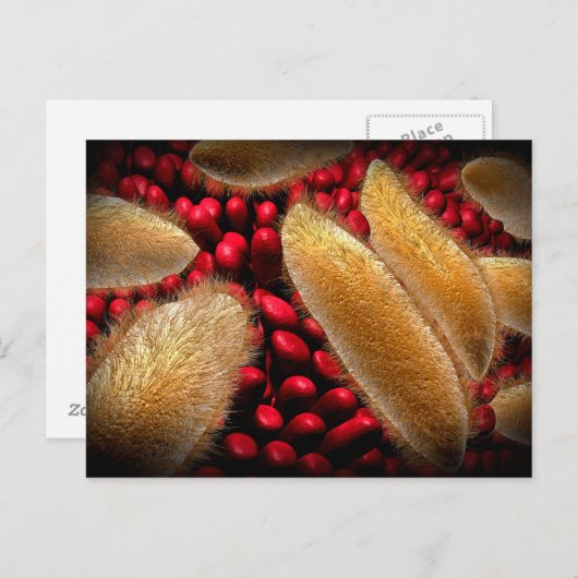 ゾウリムシ1の概念像 ポストカード (正面/裏面)