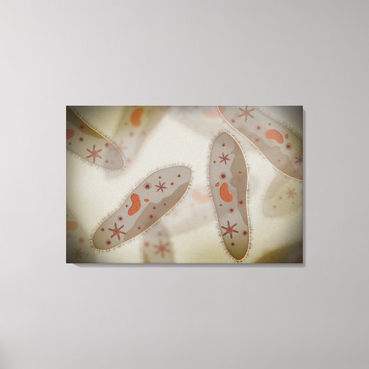 ゾウリムシ1の顕微鏡的見解 キャンバスプリント (正面)