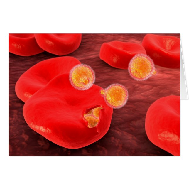 ゾウリムシ2の概念像 (正面横)