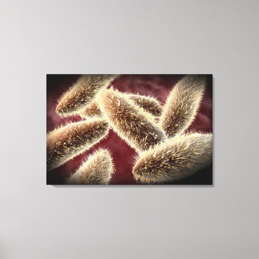 ゾウリムシ2の顕微鏡的見解 キャンバスプリント (正面)