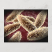 ゾウリムシ2の顕微鏡的見解 ポストカード (正面)