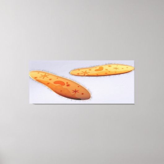 ゾウリムシ4の顕微鏡観察 キャンバスプリント (正面)