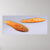 ゾウリムシ4の顕微鏡観察 ポスター (正面)