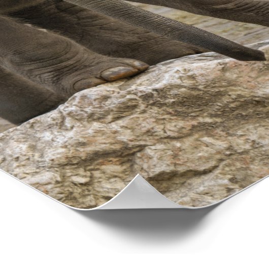 ゾウ子牛 ポスター (角)