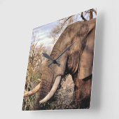 ゾウ愛好家アート スクエア壁時計 (傾斜)