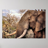ゾウ愛好家アート ポスター (正面)
