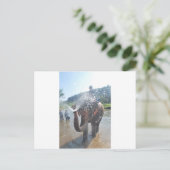 ゾウ散布水 ポストカード (スタンド正面)