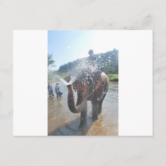 ゾウ散布水 ポストカード (正面)