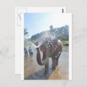 ゾウ散布水 ポストカード (正面/裏面)